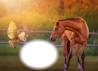 Animaux-chouette-cheval Фотомонтажа