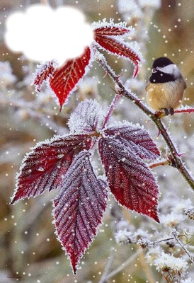 Oiseau sur une branche dans la neige Photo frame effect