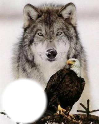 loup et aigle Fotomontaggio