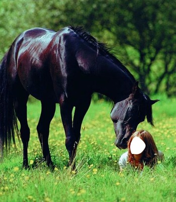 horse love Photo frame effect