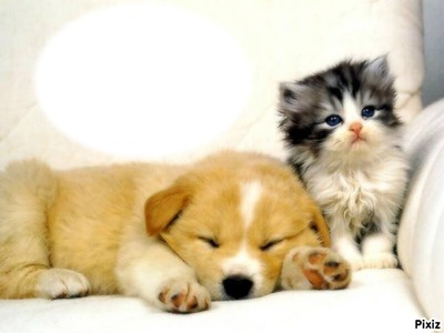 chien et chats Фотомонтажа