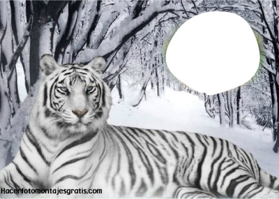 tigre blanco Fotomontaggio