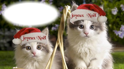 Joyeux Noël Fotoğraf editörü