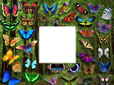 Papillons Fotomontasje