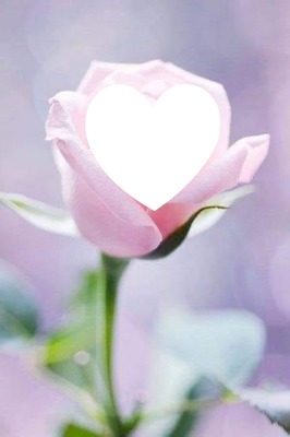 corazon en rosa Montaje fotografico