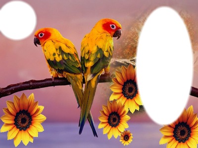 oiseaux des iles Fotomontage