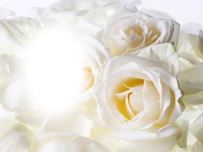 White Roses Photo frame effect