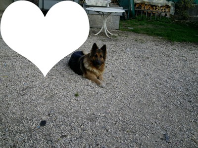 chienne amour Fotomontage