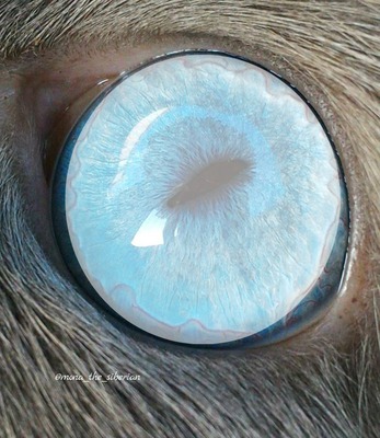 blue eye Fotomontage