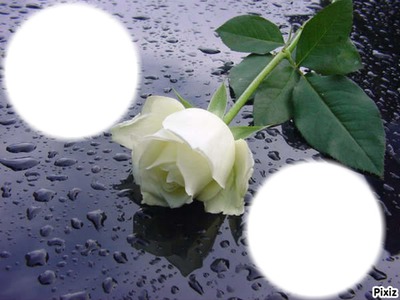 rosa blanca Fotomontáž
