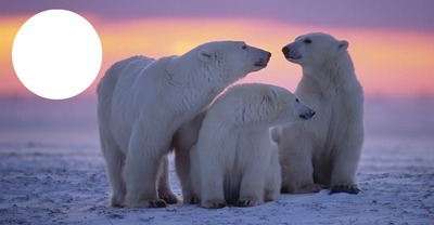 polar bear sunset-hdh Photo frame effect