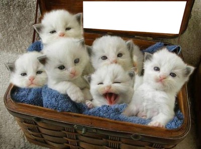 6 chatons dans un panier 1 photo cadre Fotomontāža