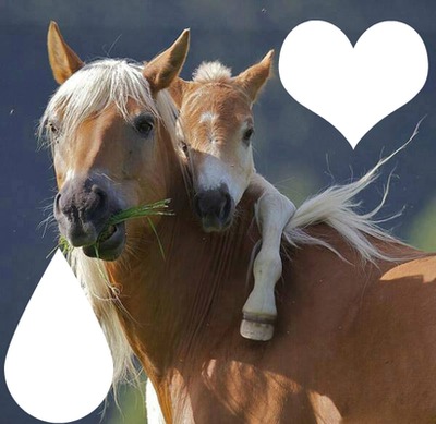 coeur de cheval Montage photo