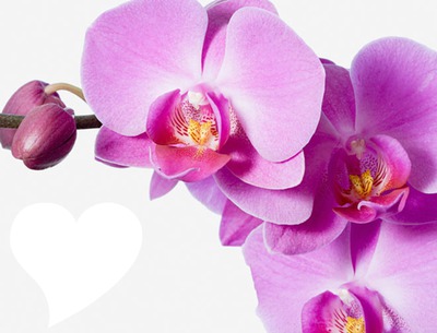 Orchidée Fotomontaggio