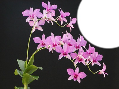 Orchidées Photo frame effect