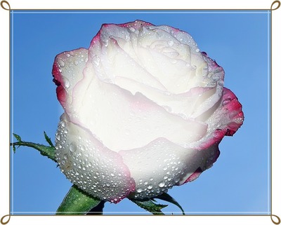 Rose der Liebe Fotomontaža