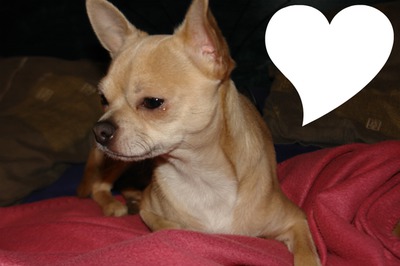 Chihuahua Photo frame effect
