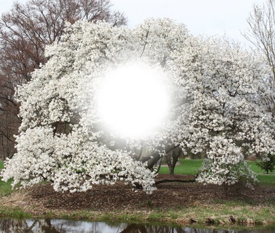 magnolias Fotomontažas