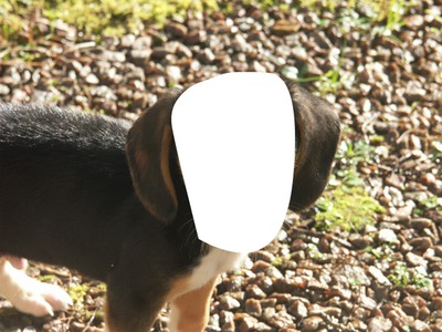 Visage de beagle Fotomontage