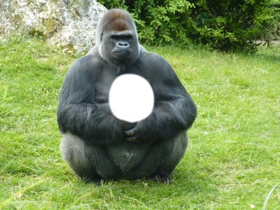 gorille Fotomontáž