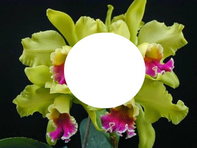 minhas orquideas Fotomontažas