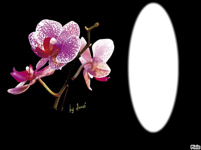 orchidée Fotomontasje