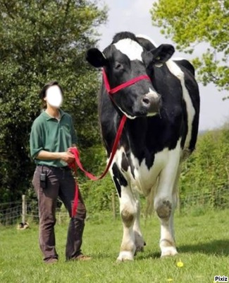 la plus grosse vache Фотомонтажа
