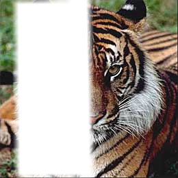 tigre Fotomontaż