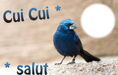 cadre petit oiseau Fotoğraf editörü