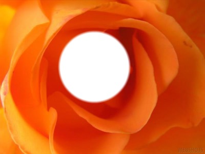 Rose orange amitié Photo frame effect
