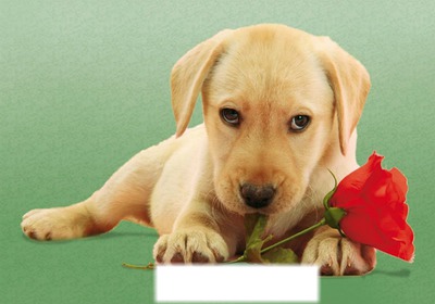labrador avec une rose Фотомонтажа
