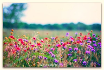 цветы Фотомонтаж