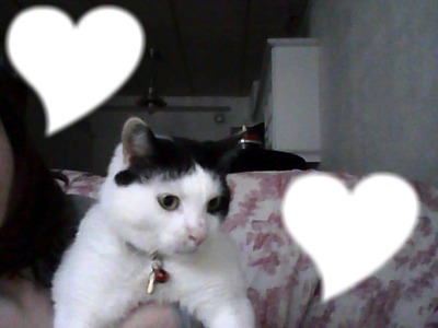 mon chat Photo frame effect