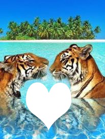 amour de tigres Fotomontáž