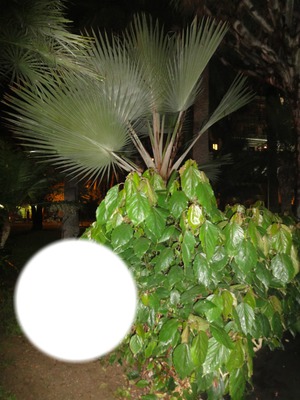 Palmen vor dem Hotel Santa Catalina Photo frame effect