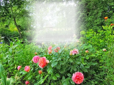 Jardin de roses Montage photo