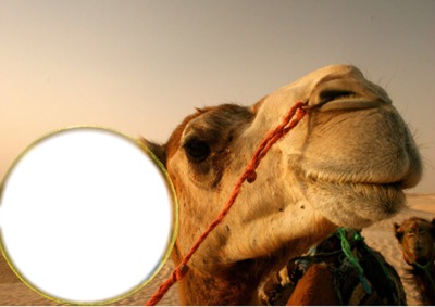 Ha le chameau Photomontage