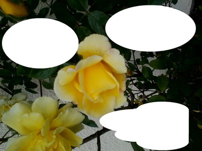 roses Fotomontagem