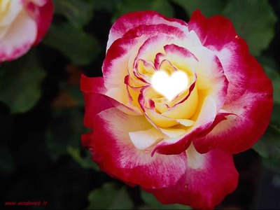 Cuore in rosa Fotomontage