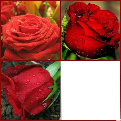 Les roses rouge Montaje fotografico