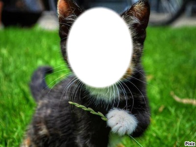 le chat Fotomontage