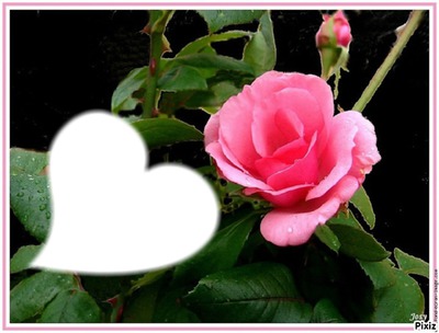 jolie rose rose* Photo frame effect