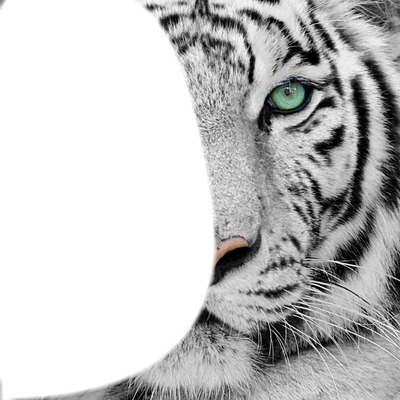 tête de tigre Fotomontaggio