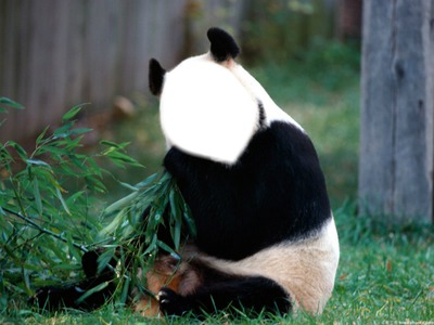 Panda Fotomontáž
