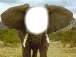 elephant Fotomontāža