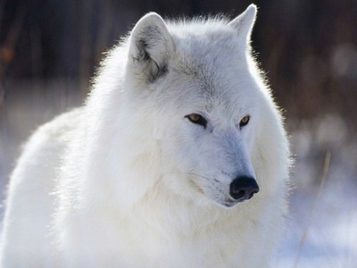 lobo Montaje fotografico