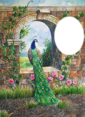 peacock Photomontage