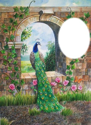 peacock Photo frame effect