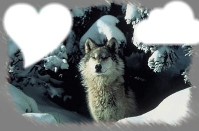 loup des neige Фотомонтаж