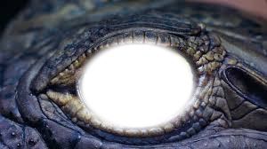 l'oeil de crocodile de lise Montaje fotografico